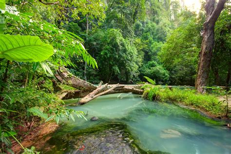 Il Parco della Foresta Pluviale di Haikou: Un Rifugio Naturale Intatto e Meravigliosamente Inaspettato!